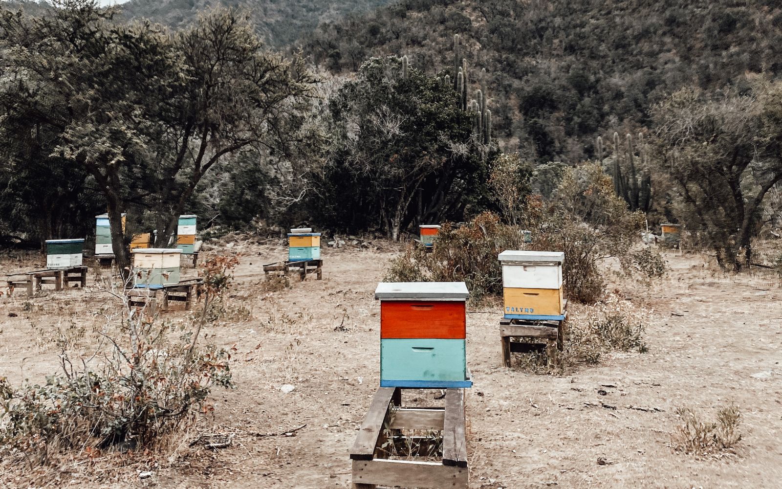 apicultura regenerativa